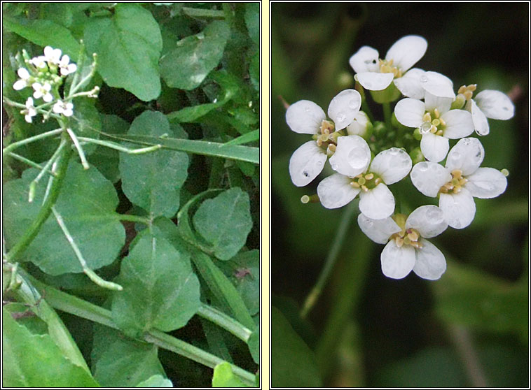 Water-cress, Nasturtium officinale, Biolar