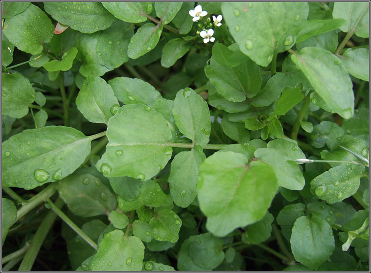 Water-cress, Nasturtium officinale, Biolar