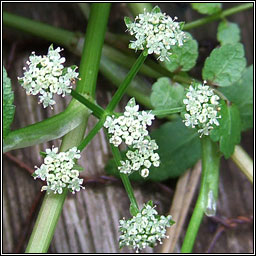 Fool's Water-cress, Apium nodiflorum, Gunna uisce