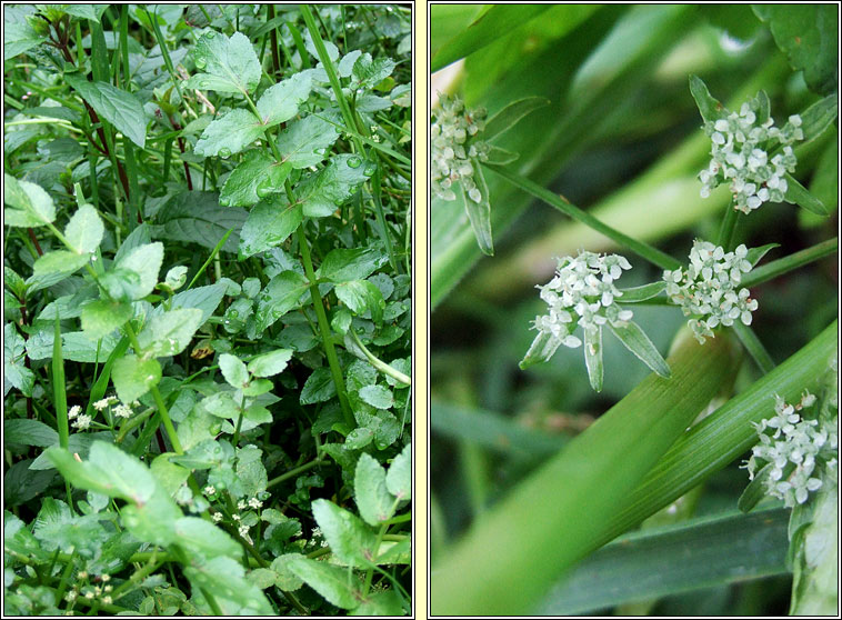 Fool's Water-cress, Apium nodiflorum, Gunna uisce