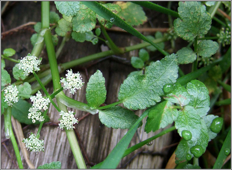 Fool's Water-cress, Apium nodiflorum, Gunna uisce