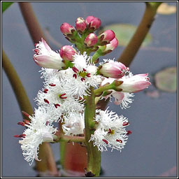 Bogbean, Menyanthes trifoliata, Bearnn lachan