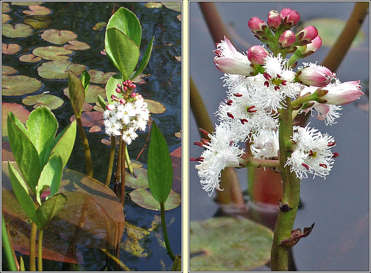 Bogbean, Menyanthes trifoliata, Bearnn lachan