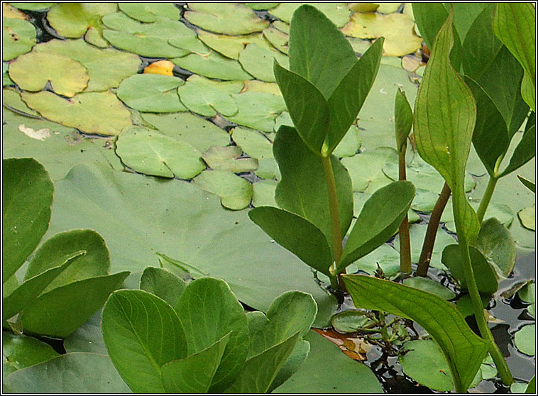 Bogbean, Menyanthes trifoliata, Bearnn lachan