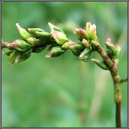 Water-pepper, Persicaria hydropiper, Biorphiobar