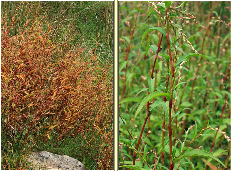 Water-pepper, Persicaria hydropiper, Biorphiobar