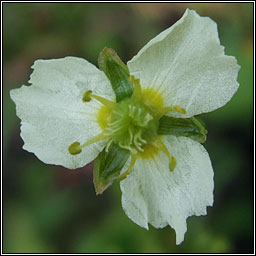 Common Water-plantain, Alisma plantago-aquatica, Corrchopog