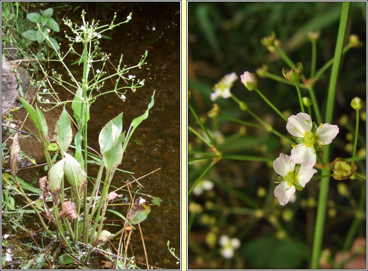 Common Water-plantain, Alisma plantago-aquatica, Corrchopog