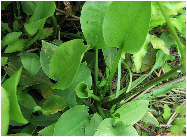 Common Water-plantain, Alisma plantago-aquatica, Corrchopog