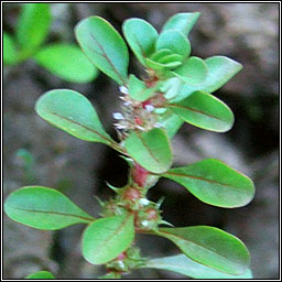 Water-purslane, Lythrum portula, Puirpn uisce