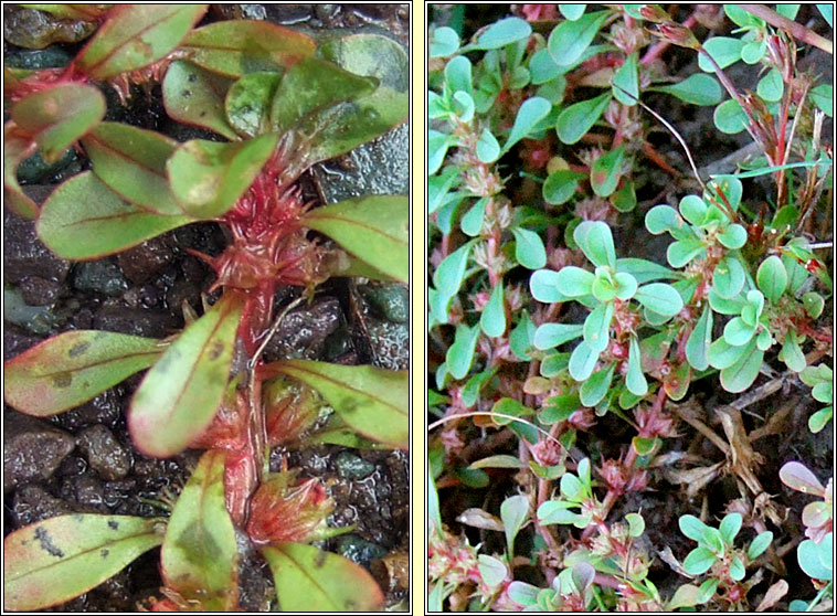 Water-purslane, Lythrum portula, Puirpn uisce