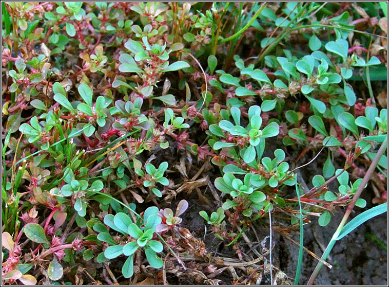 Water-purslane, Lythrum portula, Puirpn uisce