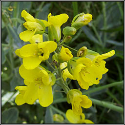 Wild Cabbage, Brassica oleracea var oleracea, Cabiste fiin