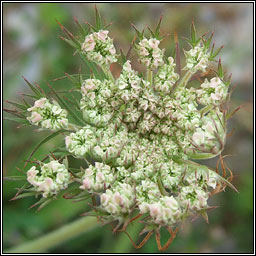 Wild Carrot, Daucus carota, Mealbhacn