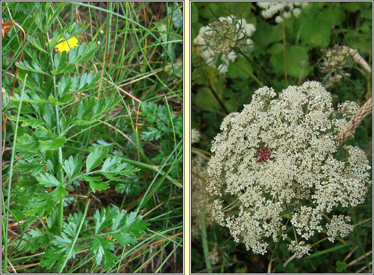 Wild Carrot, Daucus carota, Mealbhacn