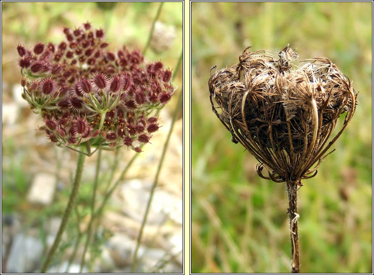 Wild Carrot, Daucus carota, Mealbhacn