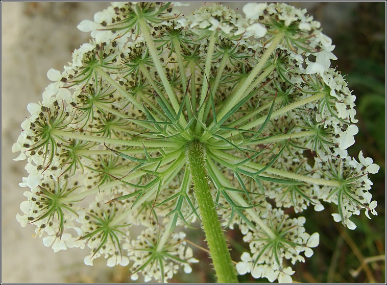 Wild Carrot, Daucus carota, Mealbhacn