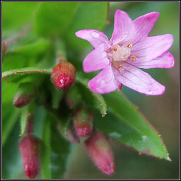 American  Willowherb, Epilobium ciliatum, Saileachn sride