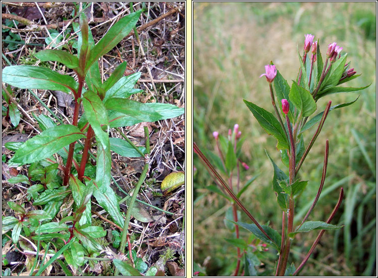 American  Willowherb, Epilobium ciliatum, Saileachn sride