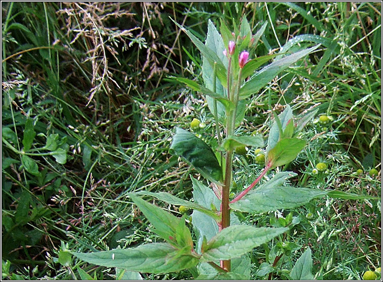 American  Willowherb, Epilobium ciliatum, Saileachn sride