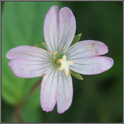 Broad-leaved Willowherb, Epilobium montanum, Saileachn leathan