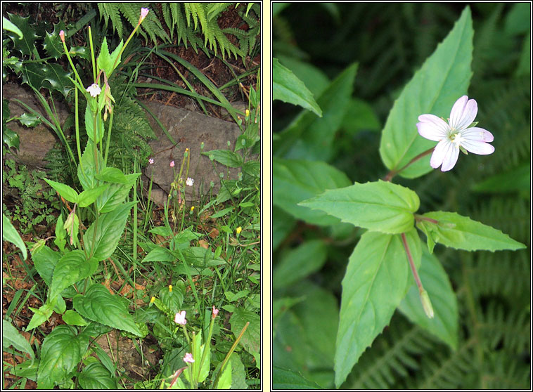 Broad-leaved Willowherb, Epilobium montanum, Saileachn leathan