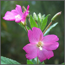 Great Willowherb, Epilobium hirsutum, Saileachn mr