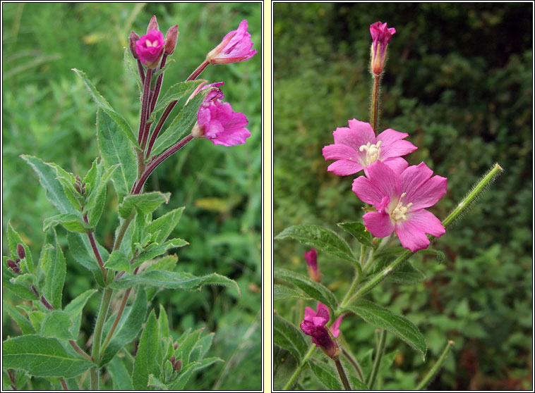 Great Willowherb, Epilobium hirsutum, Saileachn mr