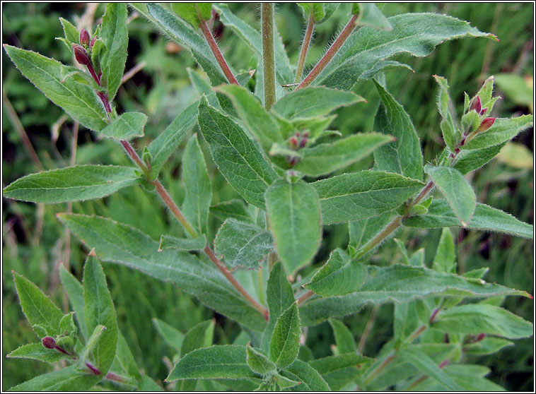 Great Willowherb, Epilobium hirsutum, Saileachn mr