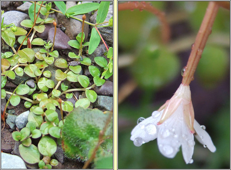 New Zealand Willowherb, Epilobium brunnescens, Saileachn sraoilleach