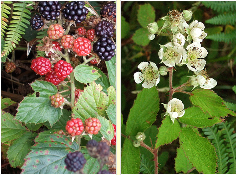 Bramble, Rubus fruticosus, Dris