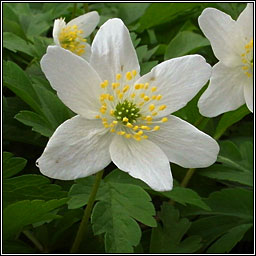 Wood Anemone, Anemone nemorosa