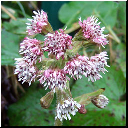 Winter Heliotrope, Petasites fragrans, Plr na grine