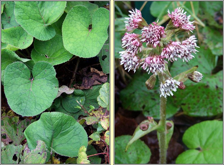 Winter Heliotrope, Petasites fragrans, Plr na grine