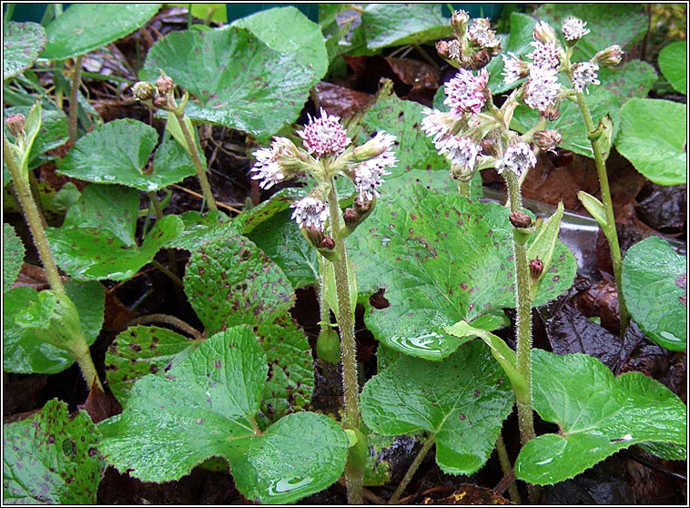 Winter Heliotrope, Petasites fragrans, Plr na grine