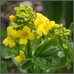 Winter-cress, Barbarea vulgaris, Treabhach