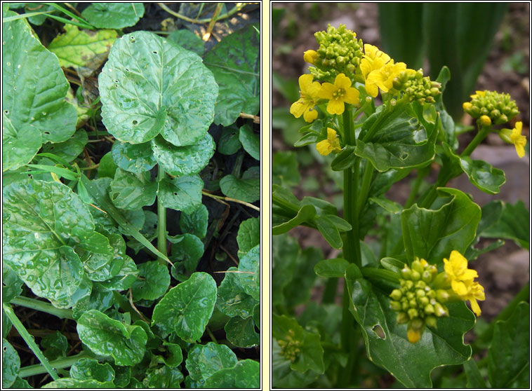 Winter-cress, Barbarea vulgaris, Treabhach