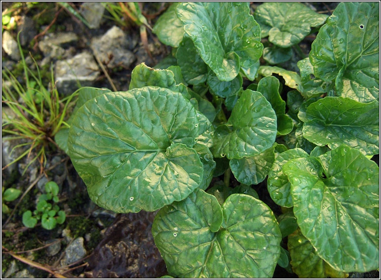 Winter-cress, Barbarea vulgaris, Treabhach