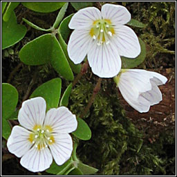 Wood-sorrel, Oxalis acetosella, Seamsg