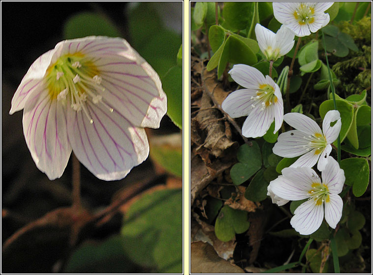 Wood-sorrel, Oxalis acetosella, Seamsg