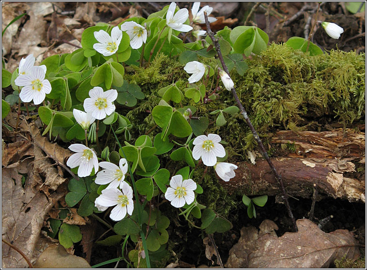 Wood-sorrel, Oxalis acetosella, Seamsg