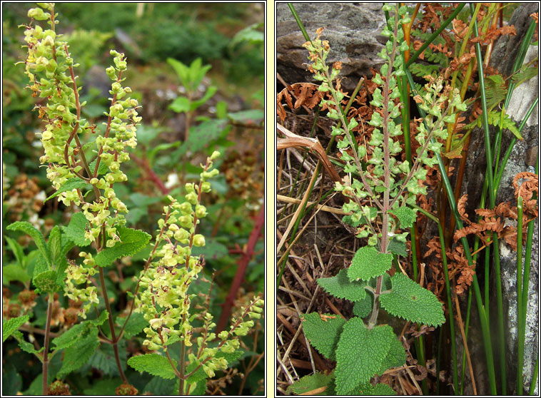 Wood Sage, Teucrium scorodonia, Ir slibhe