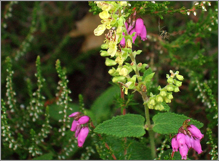 Wood Sage, Teucrium scorodonia, Ir slibhe