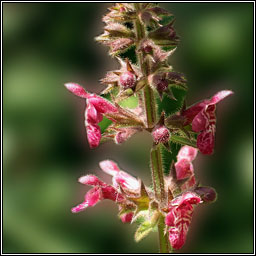 Hedge Woundwort, Stachys sylvatica, Crachtlus