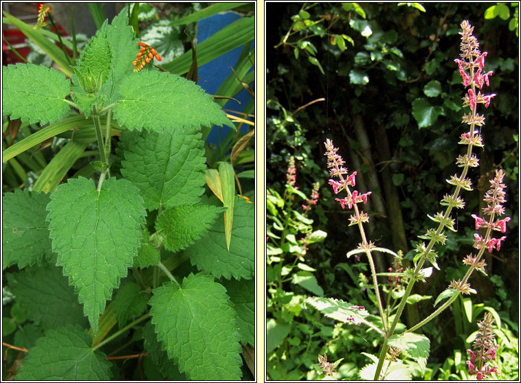 Hedge Woundwort, Stachys sylvatica, Crachtlus