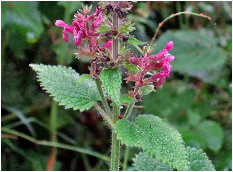 Hedge Woundwort, Stachys sylvatica, Crachtlus