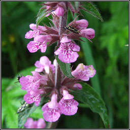 Marsh Woundwort, Stachys palustris, Duilleog na saor