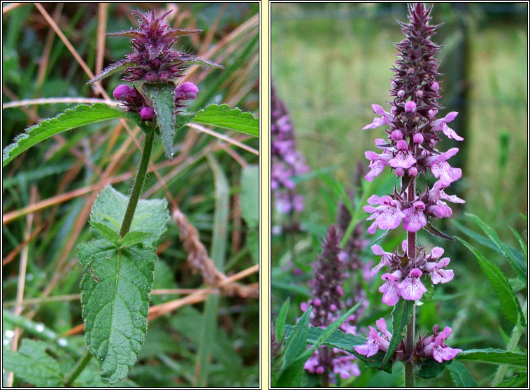 Marsh Woundwort, Stachys palustris, Duilleog na saor