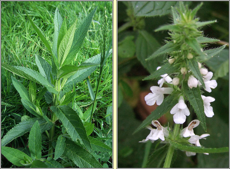 Marsh Woundwort, Stachys palustris, Duilleog na saor