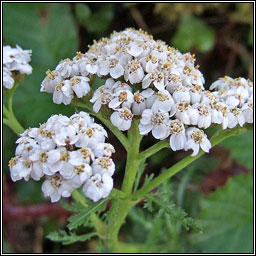 Yarrow, Achillea millefolium, Athair thaln